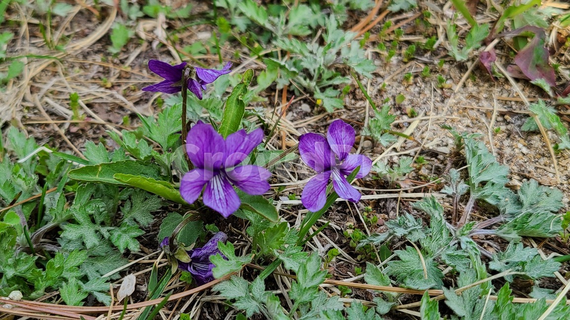 들꽃,야생화,보라색,보라,flower,꽃,봄,봄꽃,보라색꽃,plant,식물