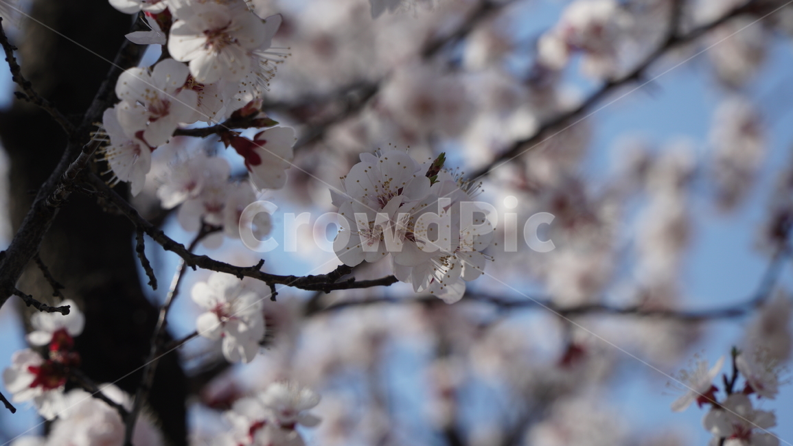 plant,식물,blossom,flower,벛