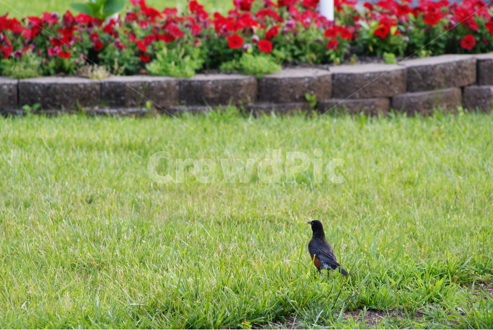 새,잔디밭,꽃밭,벌레,공원,동물,animal,조류,새,birds