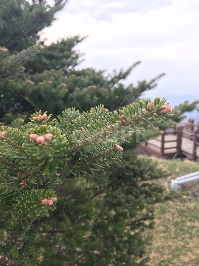 구상나무,나무,상록수,초록,접사,녹색,산,자연,식물,자연,plants,nature