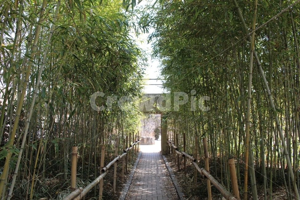 선유도공원,한강,공원,산책,힐링,자연,풍경,nature,landscape,plant,식물,bamboo,대나무