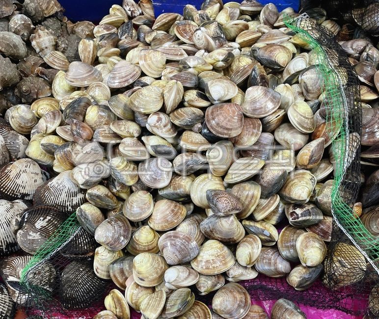 백합조개,백상합,백합,음식,조개,seashell,food