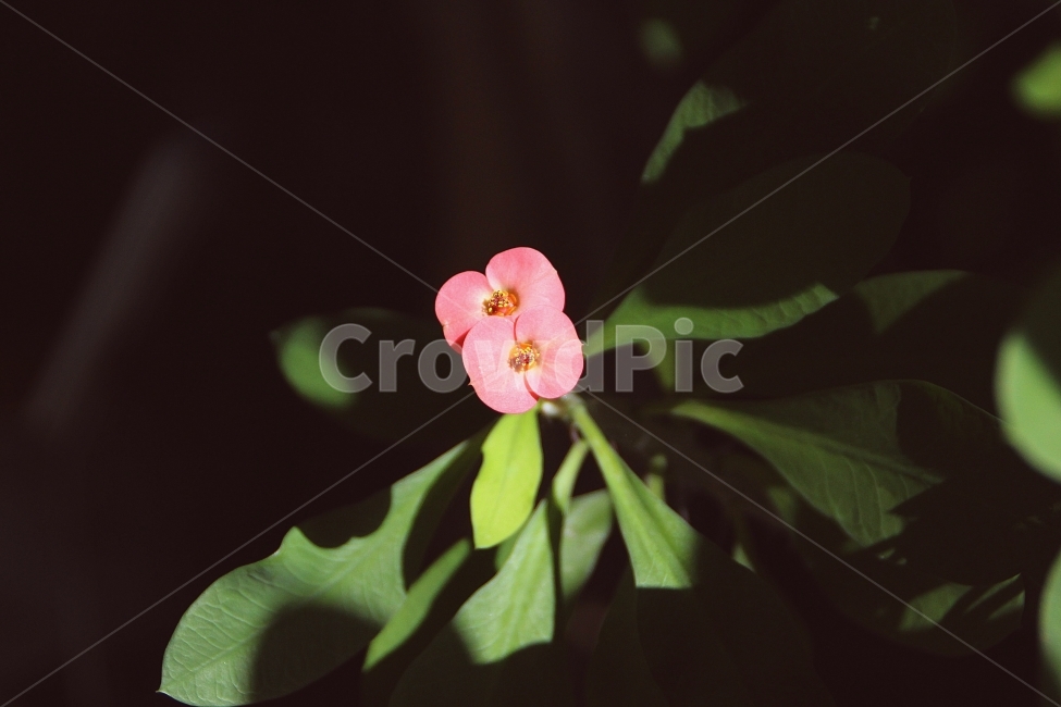 식물,꽃,자연풍경,대비,자연,식물원,flower,분홍색,색조대비,분위기,스냅,background,focus,집중,감성,nature,식물,자연,plants,nature,꽃,flower,감성,sensible,feeling
