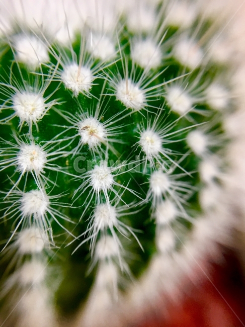 close up,green,close shot,cactus pot,pattern,green background,Outfocusing,round cactus,round cactus pot,cactus round,affix,Cactus,plant,closeup photo,near,Almost,Close photo