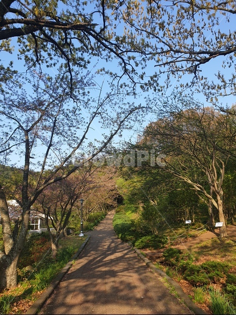 산책길,한라수목원,흙길,산책로,우거진나무,많은나무,봄