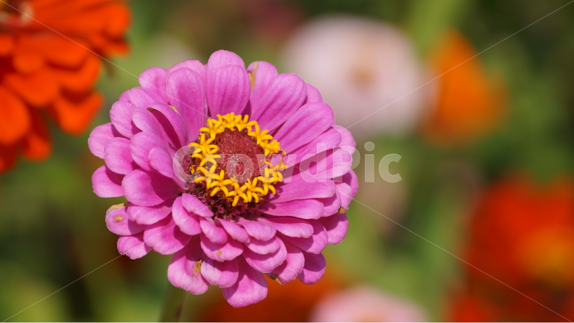 꽃,꽃사진,가을,천일홍,백일홍,식물,봄,계절,spring,season,식물,자연,plants,nature,꽃,flower,plant