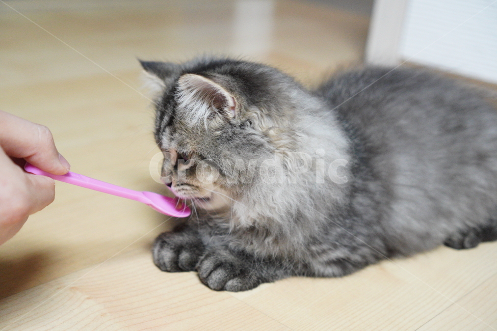 고양이,어린고양이,귀여운고양이,페르시안고양이,냥이,야옹이,반려묘,cat,cutecat,동물,animal,포유류,mammal,고양이,cat,kitten,kitty
