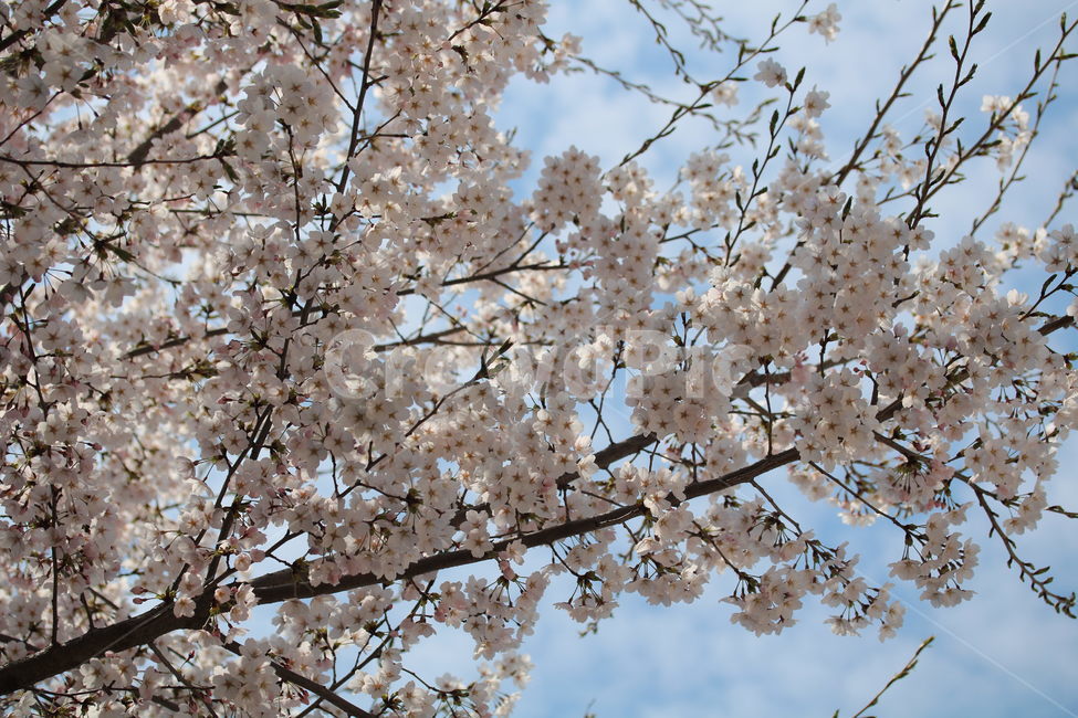 벚꽃,꽃,봄,분홍색,하얀색,갈색,계절,색깔,식물,자연,cherryblossom,pink,brown,white,flower,spring,season,color,plant,nature,봄,계절,spring,season,식물,자연,plants,nature,꽃,flower,나무,trees,wood,blossom
