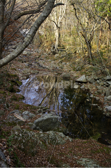 겨울,나무,식물,plant,풍경,자연,풍경,nature,landscape,land,땅,outdoors,옥외,water,물