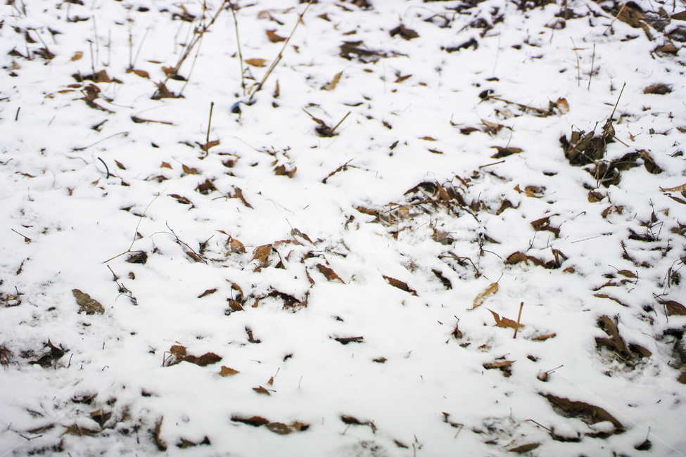 nature,자연,outdoors,눈,snow,겨울,겨울,계절,winter,season