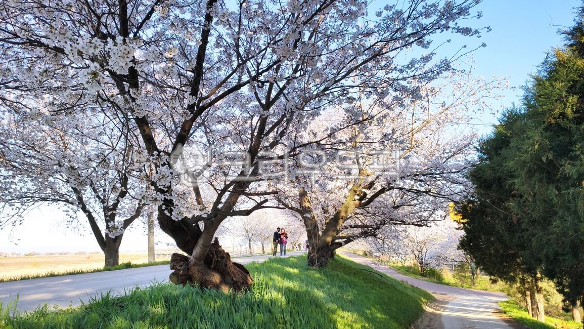 벚나무,벚꽃나무,봄꽃,plant,식물,flower,blossom,꽃,cherryblossom,벚꽃