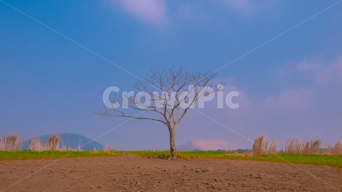 제주도,나무,나홀로나무,풍경,하늘,자연,풍경,nature,landscape,식물,plants,나무,trees,wood,ground,바닥,outdoors,옥외,grassland,목초지,field,들,savanna,대초원