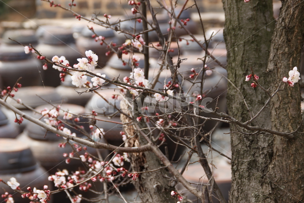 명재고택,고택,목조건물,항아리,꽃,논산,myeongjae,oldhouse,woodenbuilding,pot,flower,nonsan,봄,계절,spring,season,식물,자연,plants,nature,꽃,flower,plant,blossom