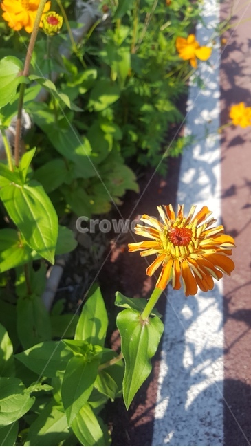 황룡강,꽃,flower,식물,접사