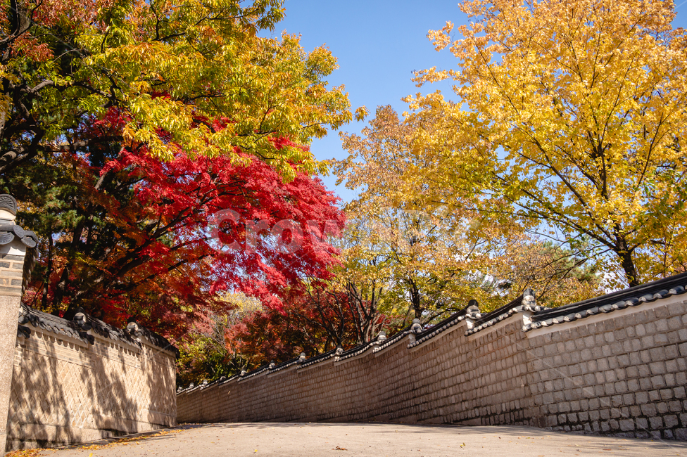 단풍,기와,하늘,은행잎,길,나무,풍경,가을,계절,fall,autumn,season,한국전통,한국문화,korean traditional,korean culture,건축물,건물외관,exterior,building,structure,architecture,construction,tree,plant,식물,leaf,잎