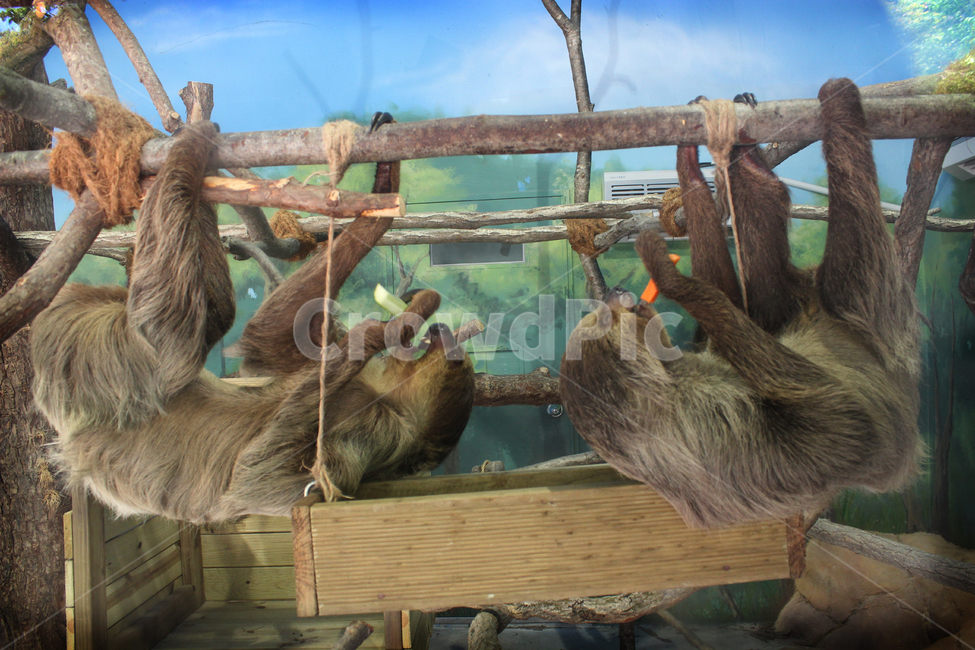 동물원,나무늘보,나무,긴팔,게으름,동물,animal,포유류,mammal