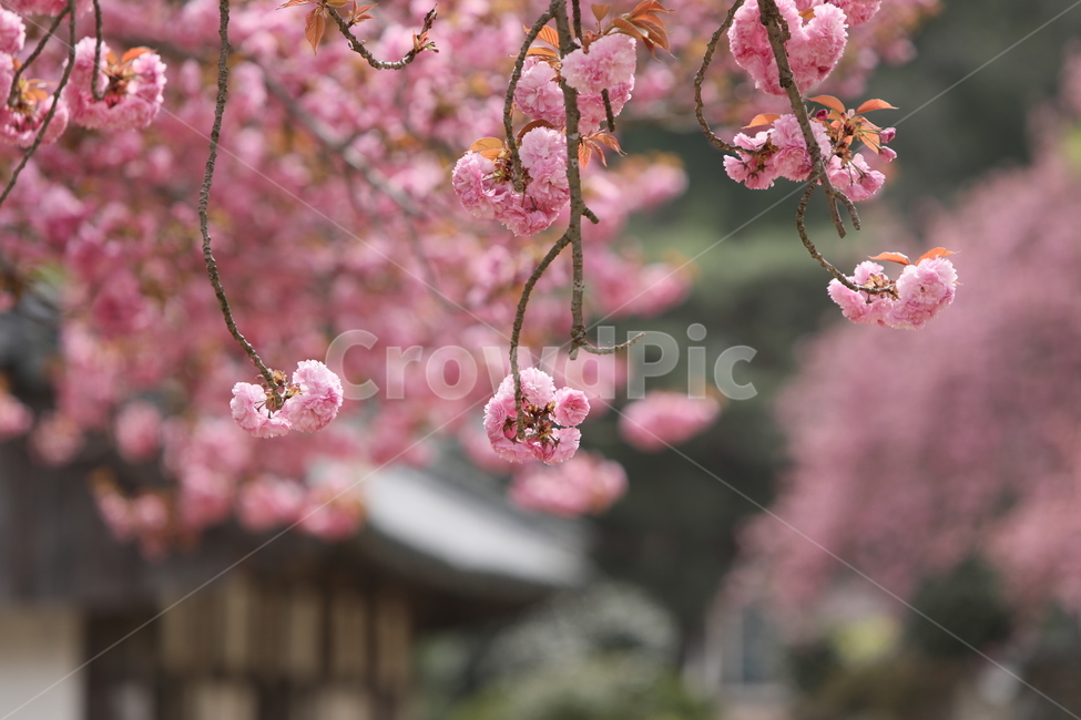 순천,선암사,만첩왕벚,겹벗꽃,벗꽃,사찰,봄,꽃,봄,계절,spring,season,식물,자연,plants,nature,꽃,flower,plant
