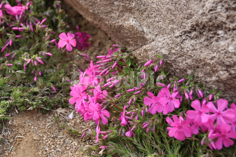 꽃,자연,봄,풍경,지면패랭이꽃,봄,계절,spring,season,식물,자연,plants,nature,꽃,flower,blossom,geranium,제라늄,plant