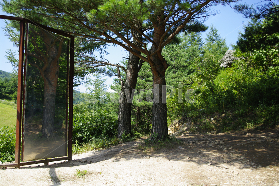 하늘,구름,나무,식물,여름,자연,plant,tree,자연,풍경,nature,landscape