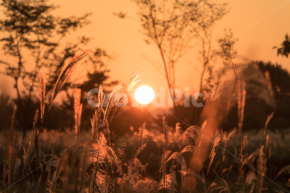 태양,노을,갈대,억새,주황빛,하늘,가을,계절,fall,autumn,season,자연,풍경,nature,landscape,grass,잔디,plant,식물,lawn,reed