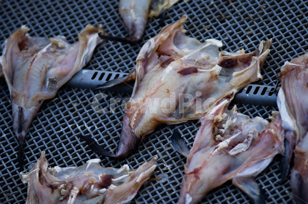 바닷가,어촌,말린생선,건어물,생선,생선건조,한국어촌마을,sea,driedfish,fish,음식,식재료,요리,food,cook,meal,dishes,food reserves,수산물,해산물,fishery products,seafood