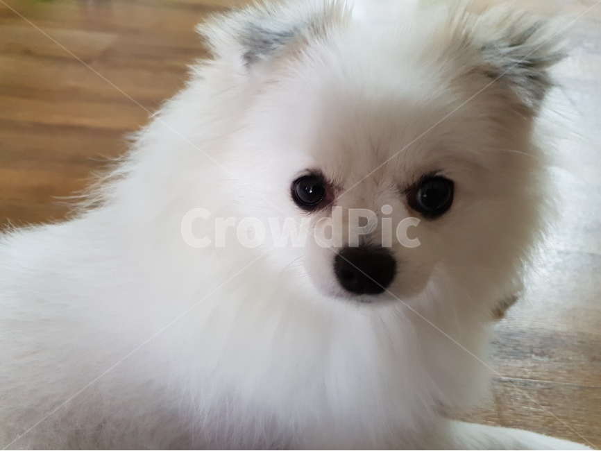 반려견,애완견,개,강아지,애완동물,포메라니안,포메,얼굴,강아지눈,동물,animal,포유류,mammal,개,강아지,dog,doggy