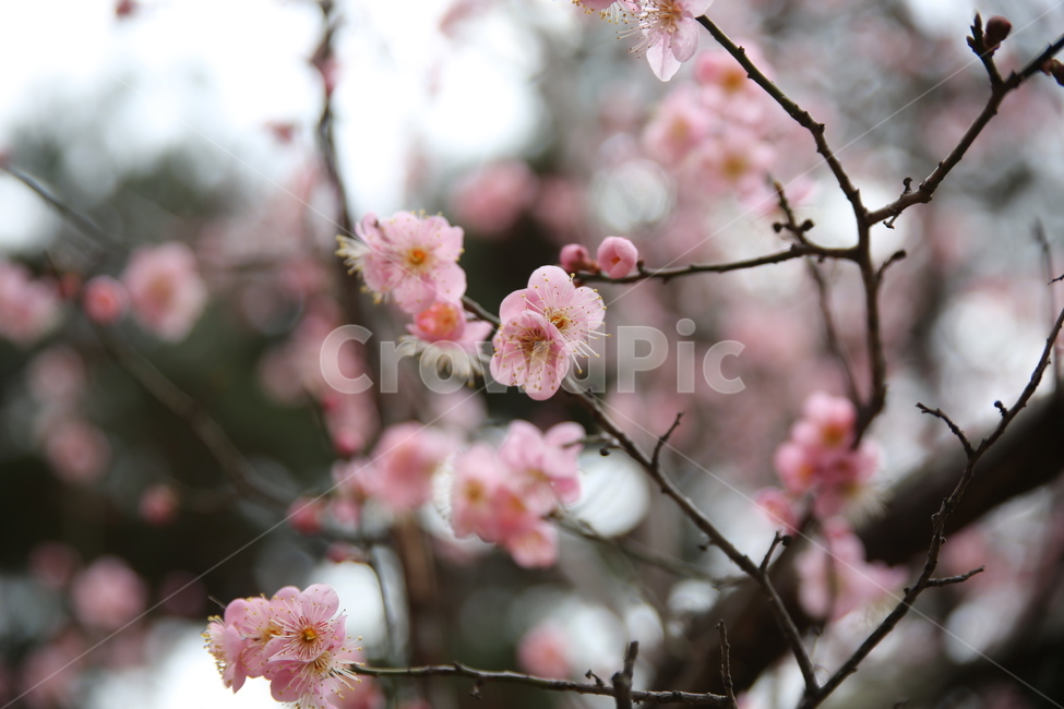 봄,매화,분홍,아름다움,꽃,꽃봉오리,꽃봉우리,봄,계절,spring,season,식물,자연,plants,nature,꽃,flower,plant,blossom