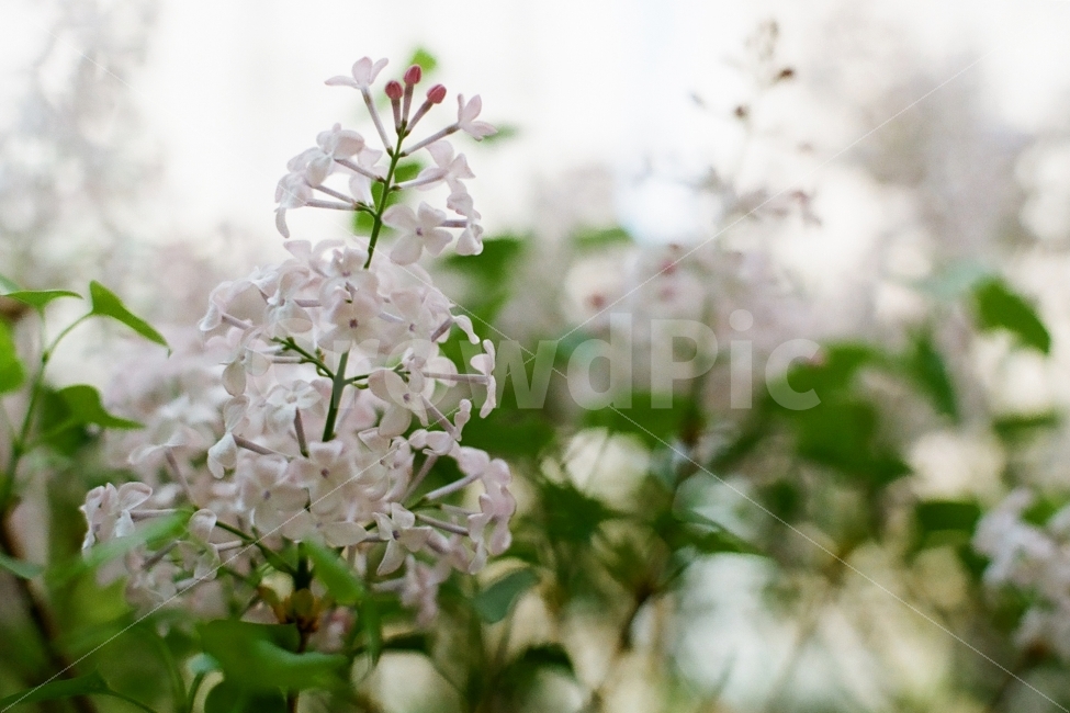 수수꽃다리,라일락,꽃,필름사진,감성,식물,자연,plants,nature,꽃,flower