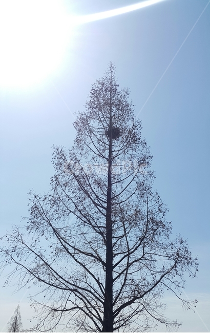 나무,새둥지,햇볕,한그루,나뭇가지,sunshine,birdnest,silhouette,sky,treesilhouette,맑은하늘,봄,나무,trees,wood