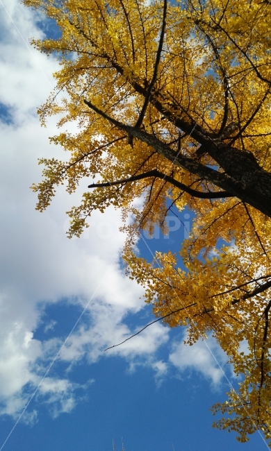 하늘,풍경,은행,가을,구름,멋,봄,여름,겨울,은행나무,나무,가을,계절,fall,autumn,season,식물,자연,plants,nature,tree,plant,light,빛,flare,플레어