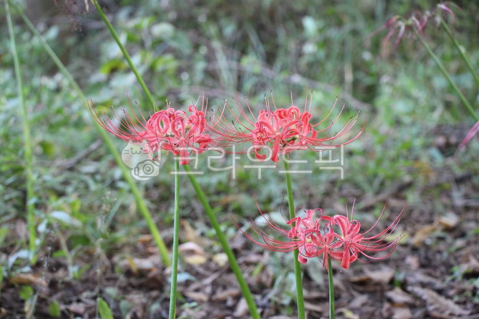 석산, clusteramaryllis, 꽃, 식물, flower, 사진,이미지,일러스트,캘리그라피 - 윈터짱작가