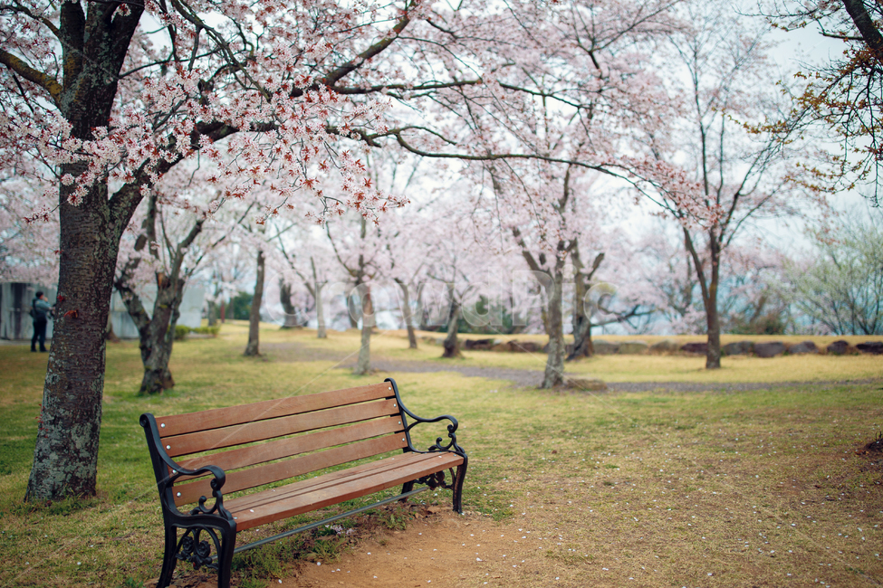 벚꽃,봄,사천,선진리성,봄꽃,벤치,자연,식물,나무,휴식,감성,스냅,cherryblossom,flower,spring,rest,꽃,bench,일상,풍경배경,배경,꽃배경,봄,계절,spring,season