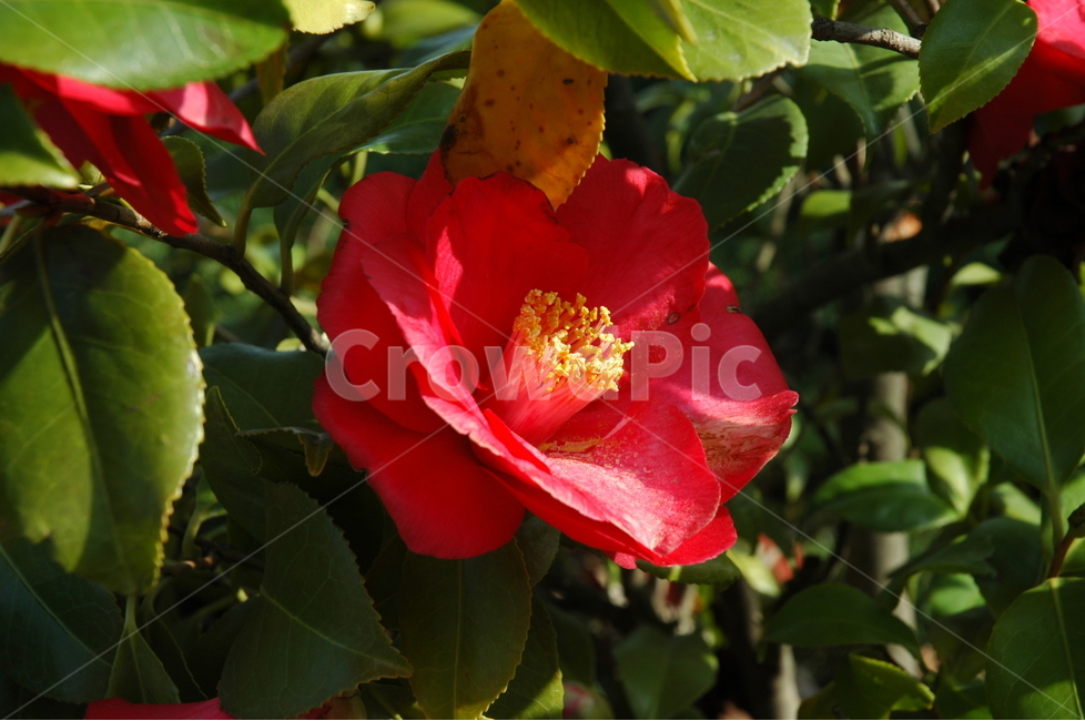 자연,꽃,동백,햇살먹은동백,힐링,식물,자연,plants,nature,꽃,flower