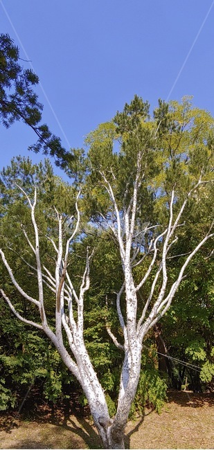 nature,자연,outdoors,옥외,cumulus,tree,나무,plant,식물,treetrunk,나무줄기,소나무,하얀소나무,백송