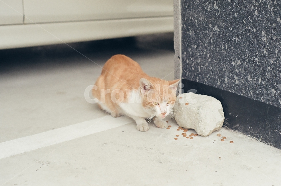 귀여움,야옹,반려동물,cats,mammals,animals,cute,meow,pets,mammal,포유류,cat,고양이,pet,abyssinian,동물,animal,아비시니안,manx,동물,animal,포유류,mammal,고양이,cat,kitten,kitty