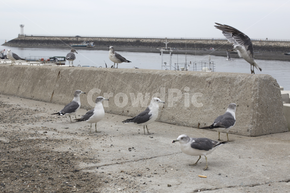 갈매기,새,조류,바다,바닷가,둑,동물,animal,조류,새,birds