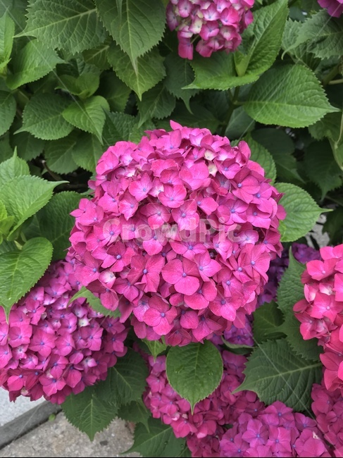 수국,여름꽃,꽃,hydrangea,flower