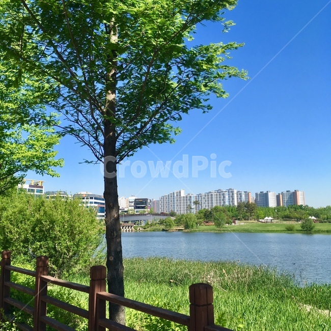 나무,plant,식물,tree,자연,풍경,고요한,자연,풍경,nature,landscape