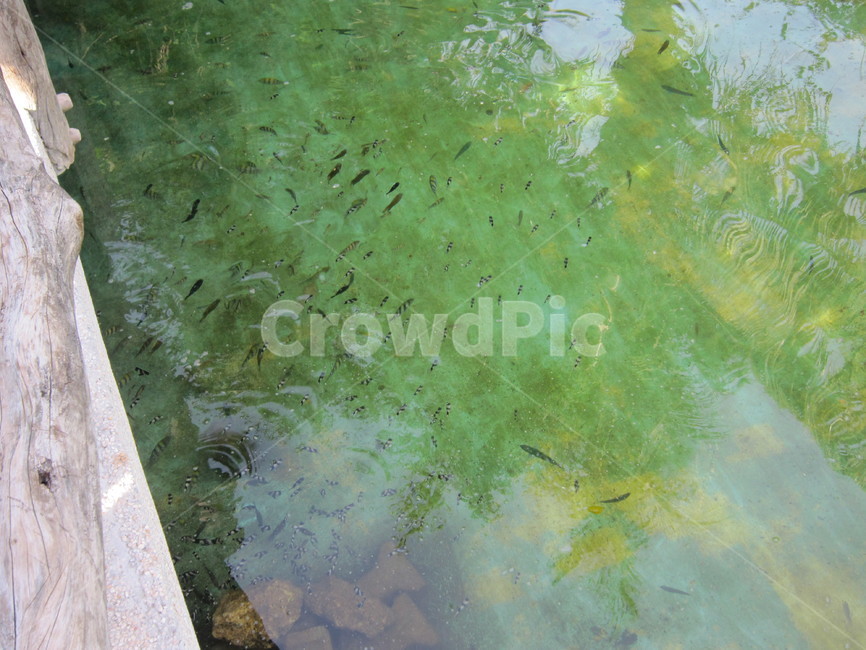 물고기,fish,pond,연못,고기