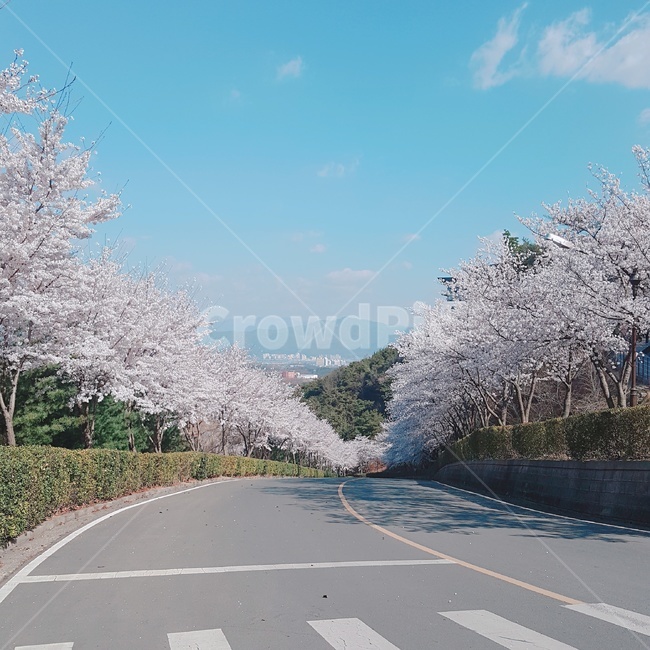 벚꽃,도로,하늘,풍경,봄
