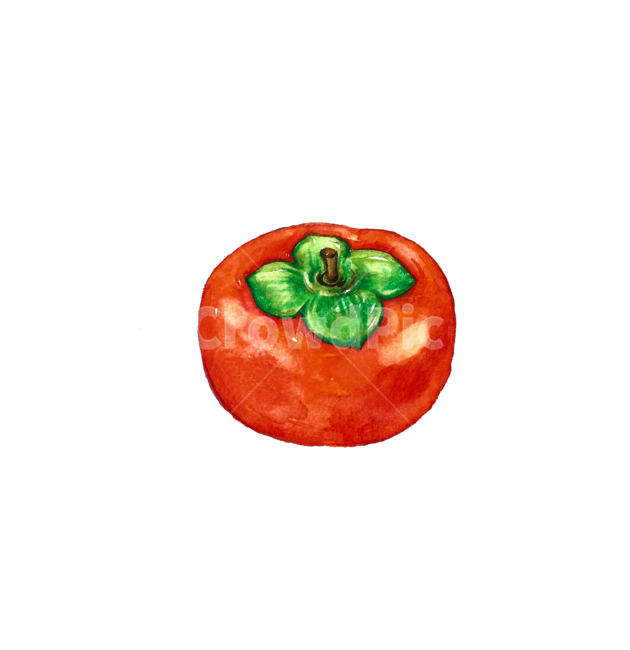 plant,식물,감,과일,fruit,단감,가을,가을과일,수채화,일러스트,그래픽,일러스트레이션,graphic,illustration