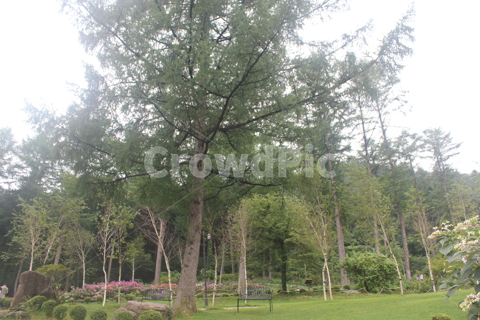 나무,자연,산,경관,식물,자연,풍경,nature,landscape,tree,plant,tree trunk,나무 줄기