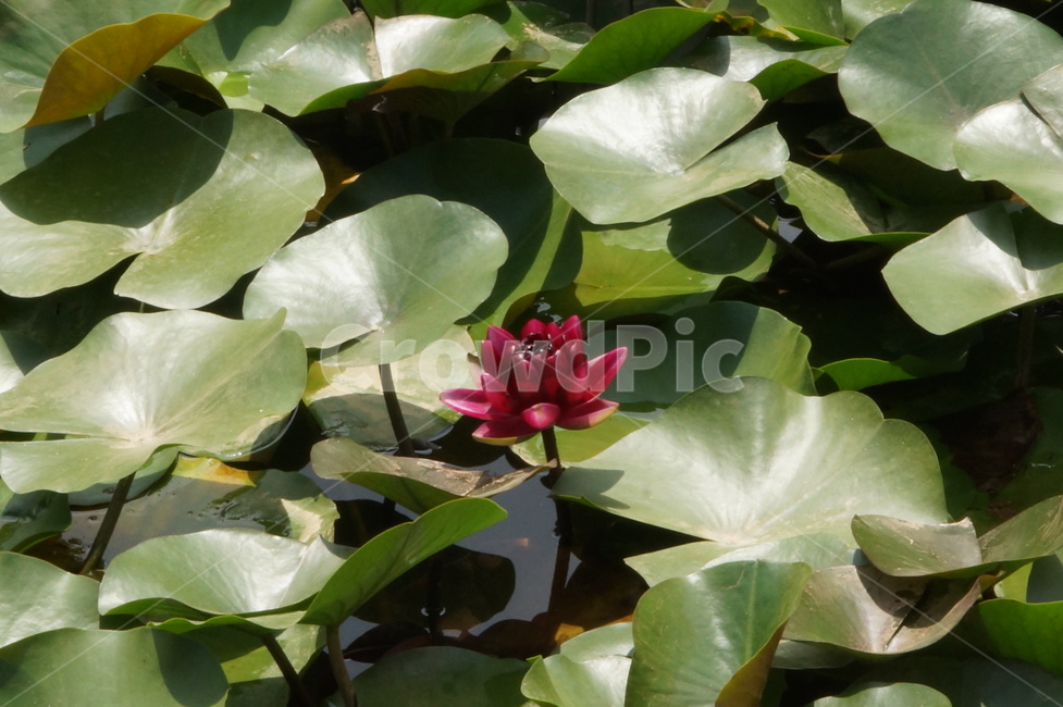 수련,연꽃,자주색,flower,purple,waterlily,식물,자연,plants,nature,꽃,flower