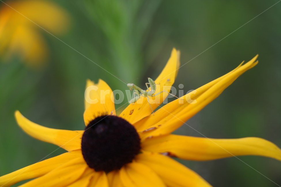 사마귀,곤충,insect,동물,자연,풀,꽃,여름