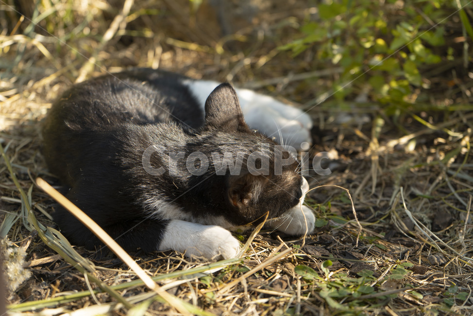 길고양이,고양이,길냥이,동물,낮잠,귀여운,턱시도고양이,동물,animal,포유류,mammal,고양이,cat,kitten,kitty