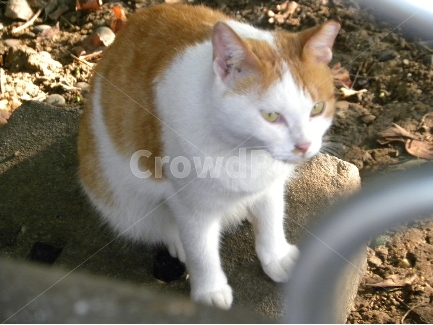 고양이,길고양이,고양이사진,cat,alleycat,동물,animal,포유류,mammal,고양이,cat,kitten,kitty