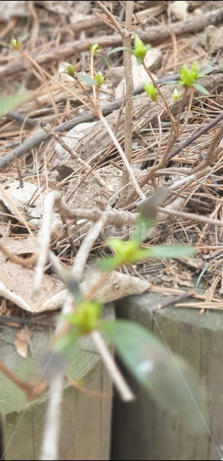 새싹,자연,식물,봄,nature