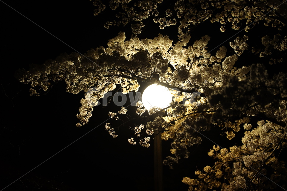 light,빛,플레어,식물,꽃