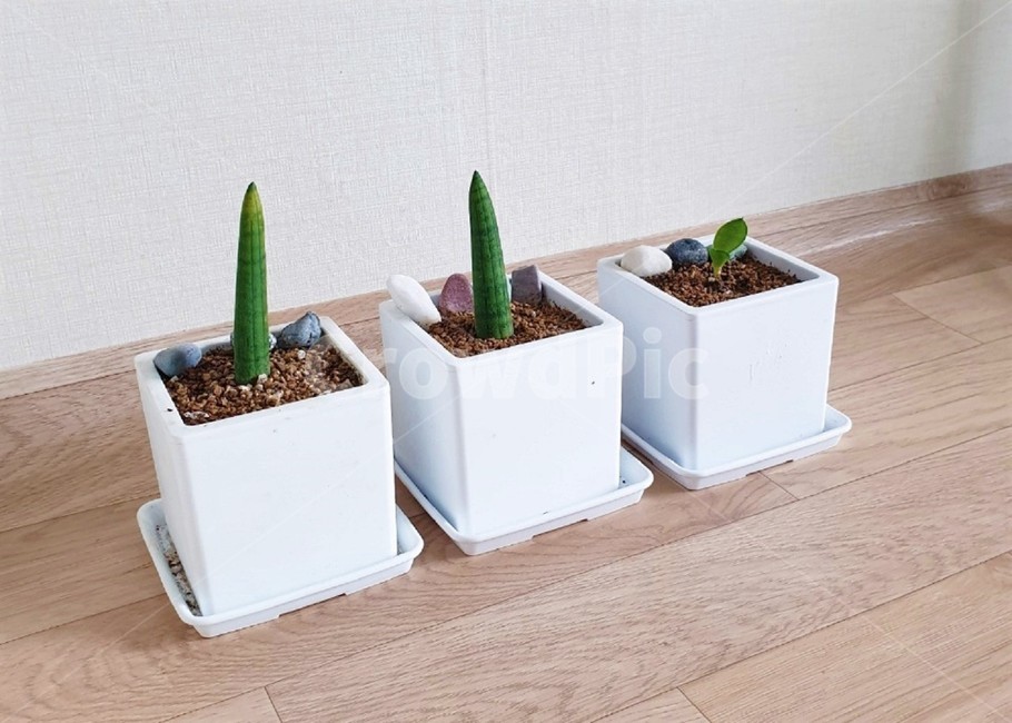 plant,식물,스투키,집들이,공기정화