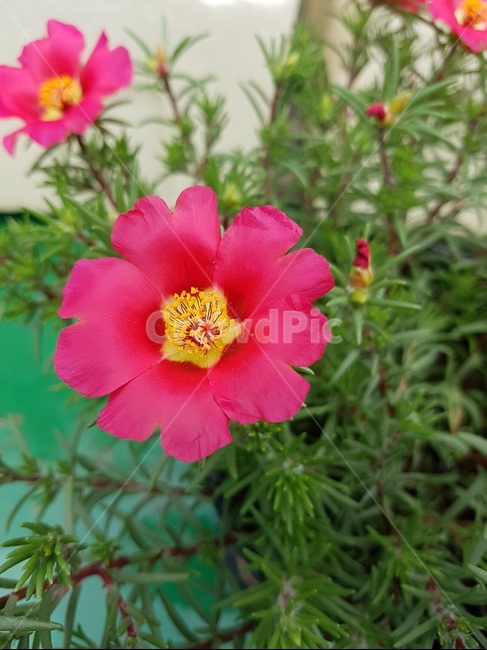 채송화,꽃,화단,화분,붉은꽃,식물,자연,plants,nature,꽃,flower